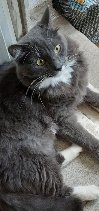 Отдам молодого кота