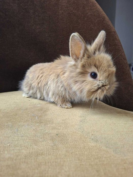 Króliki Miniaturki Bardzo Ładne Zadbane Zapraszam