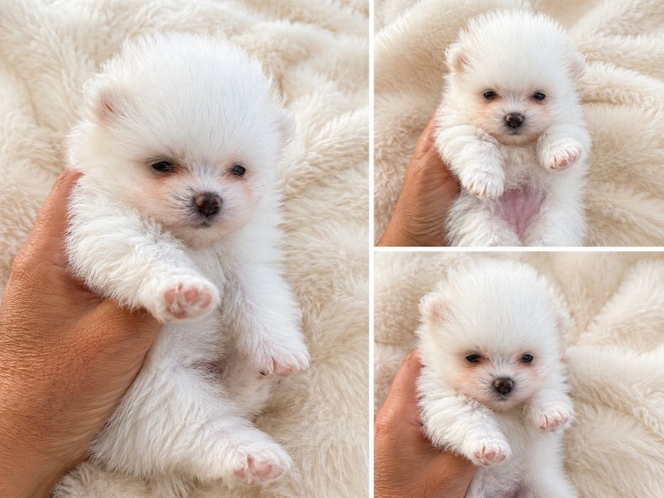 Lulu da Pomerânia Branco MINI com LOP