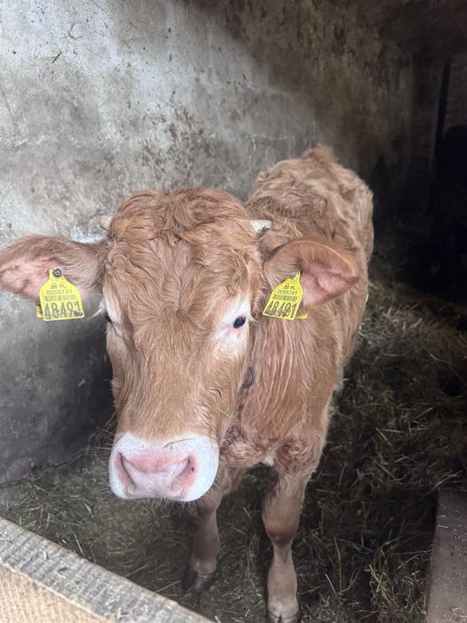 Byczek blond 8 miesięcy