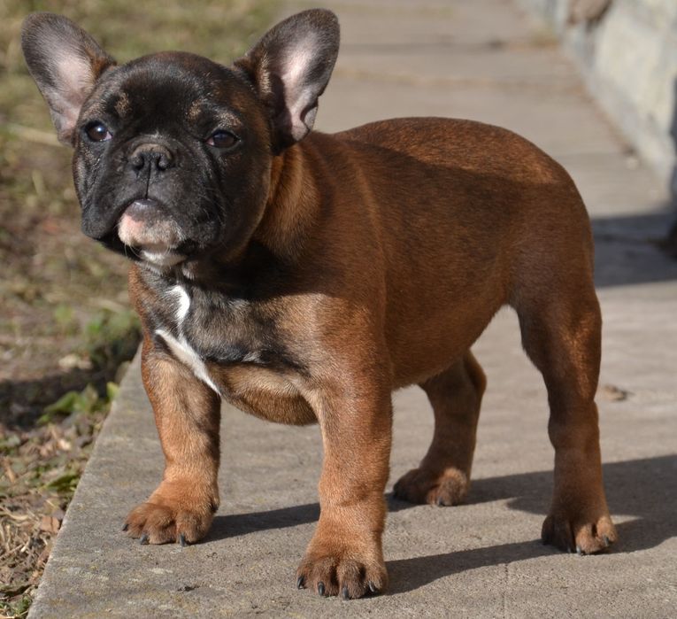 Продам цуценят французького бульдога з родоводом AKU. Цуценята породні