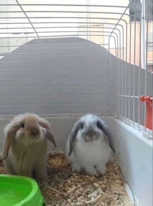 Coelhos Anões Mini Loop (Loja Profissional)