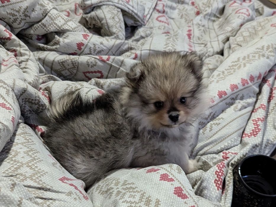 Шпіцульки: дівчинка та хлопчик