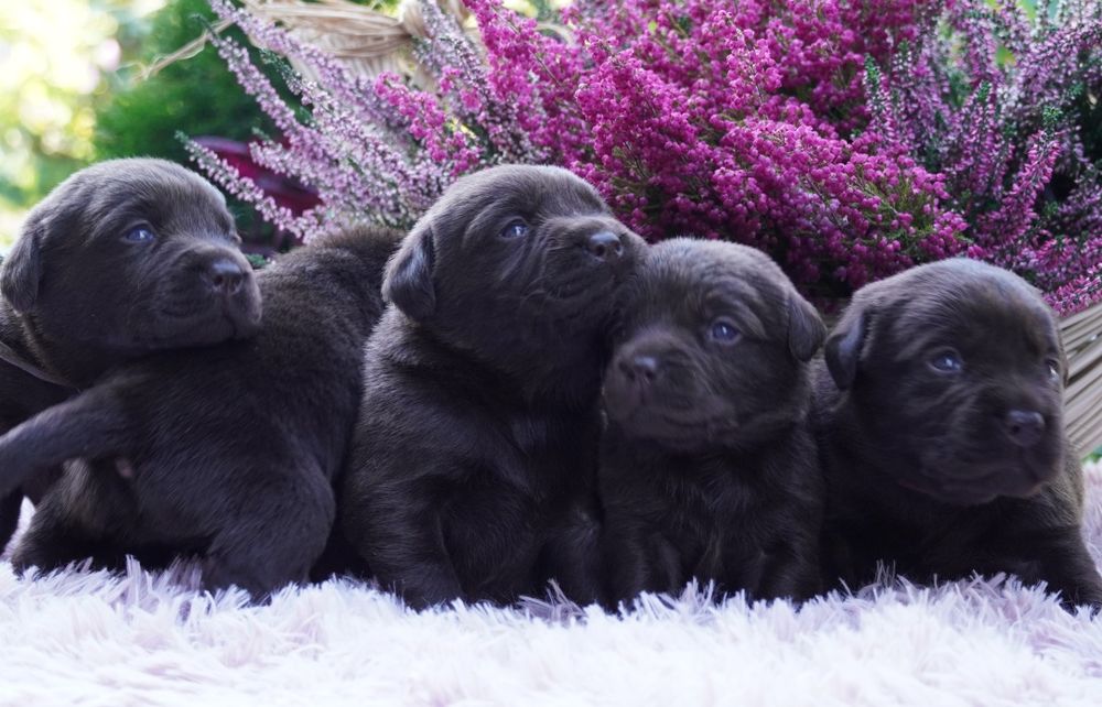 Labrador retriever-czekoladowa suczka ZKwP/ FCI