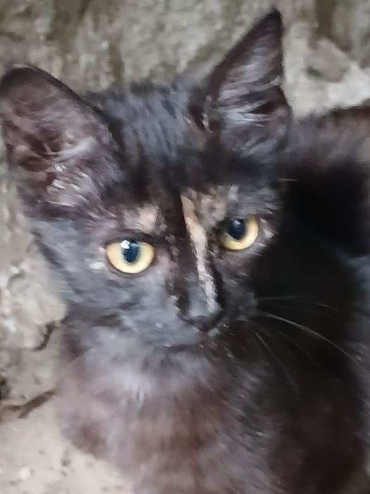 Котик і киця  молоденькі в добрі руки !!!