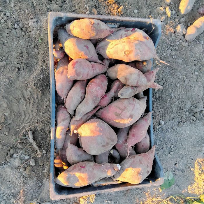 Batatas doces á venda barata e caseira.