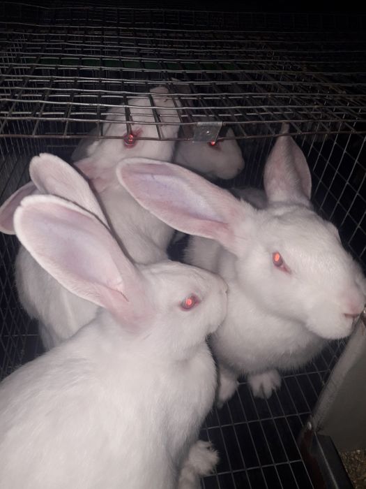 Самки термоны белые полтав серебро