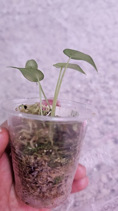 Алоказия Детки разные сорта