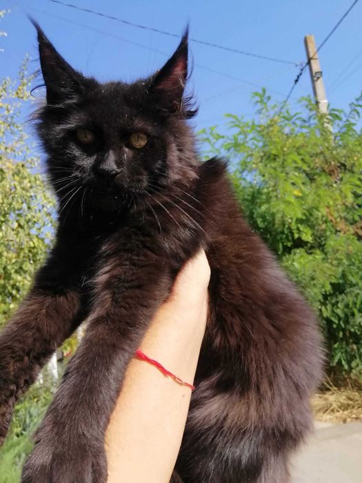 Кошечка Мейн Кун  Maine Coon