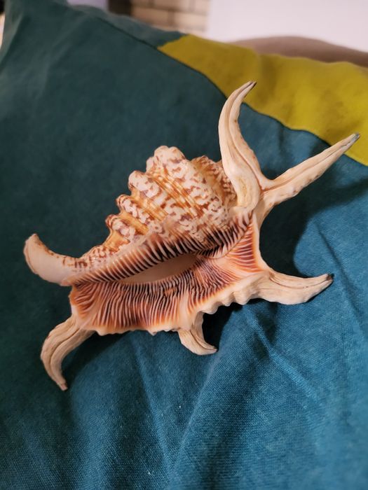 Título: Concha Marinha Natural Espinhosa – Peça Decorativa e Coleção