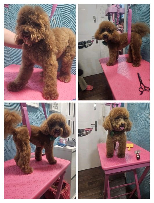 Psi Fryzjer Zeus, strzyżenie piesków,pielęgnacja. Zwierząt Groomer.