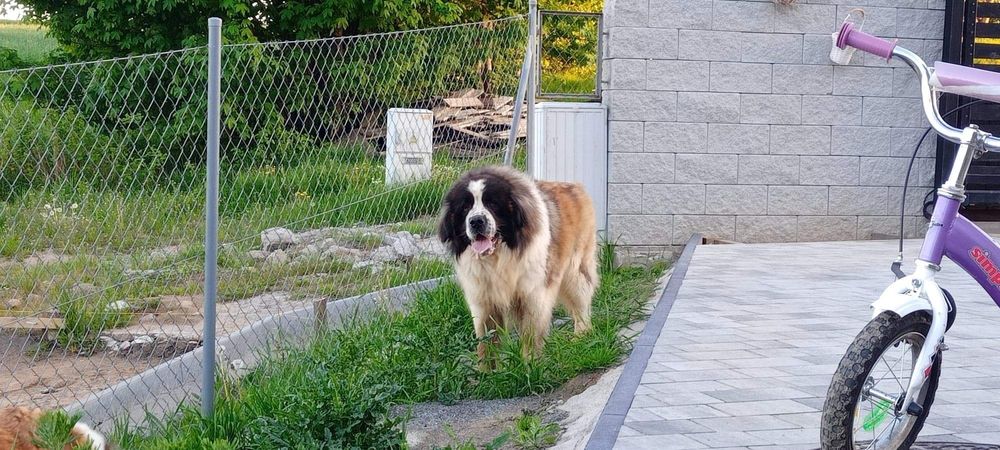 Pies Moskiewski Stróżujący nie Bernard