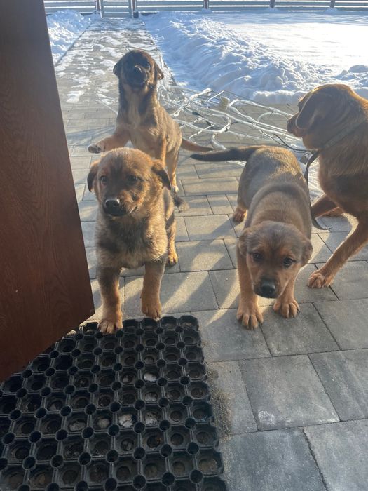 Suczki oddam za darmo , rasa mieszana