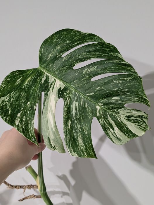 Monstera Deliciosa Variegata pęd