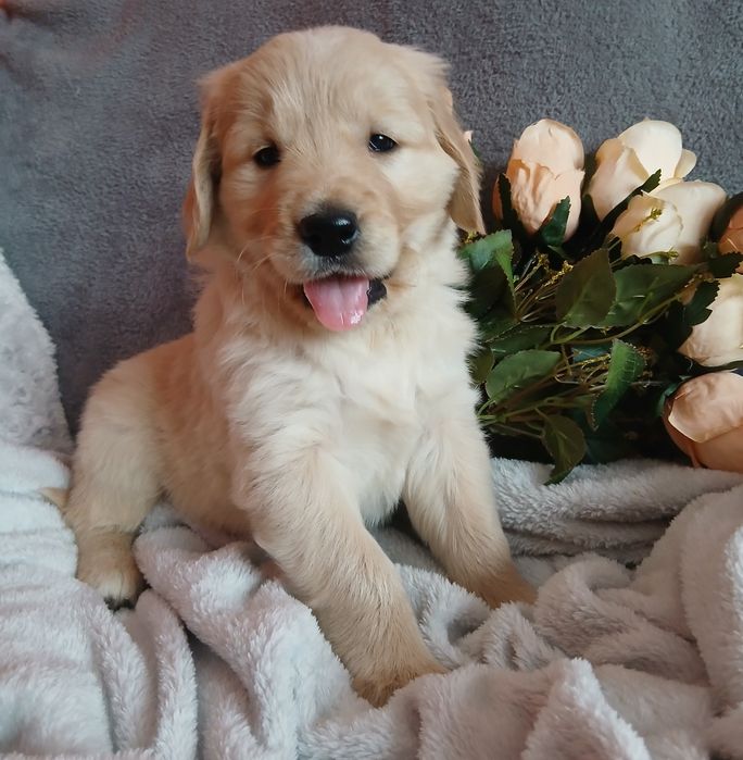 Golden Retriever z rodowodem