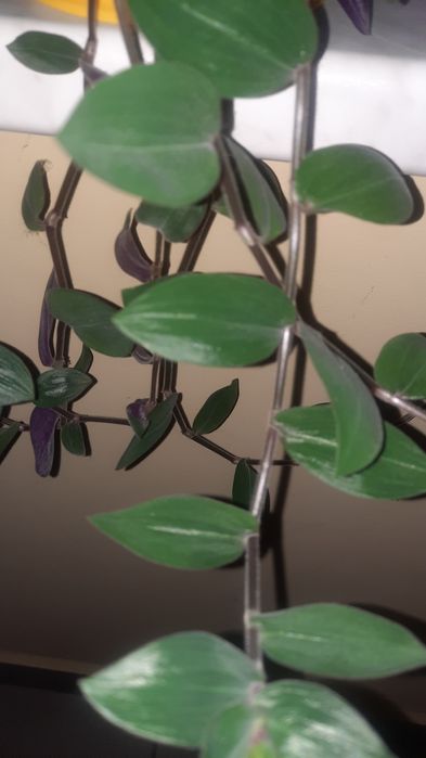 Trzykrotka zapraszam