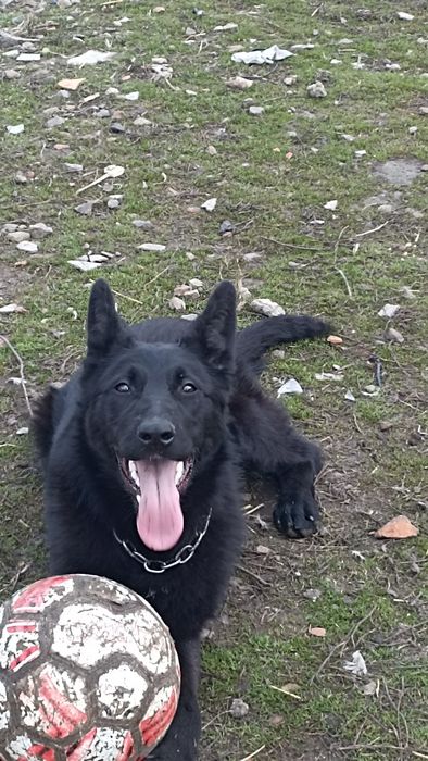 Продам  цуценя бельгійської вівчарки