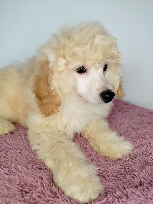 ZAREZERWOWANA. Pudel Miniatura, apricot-beżowa