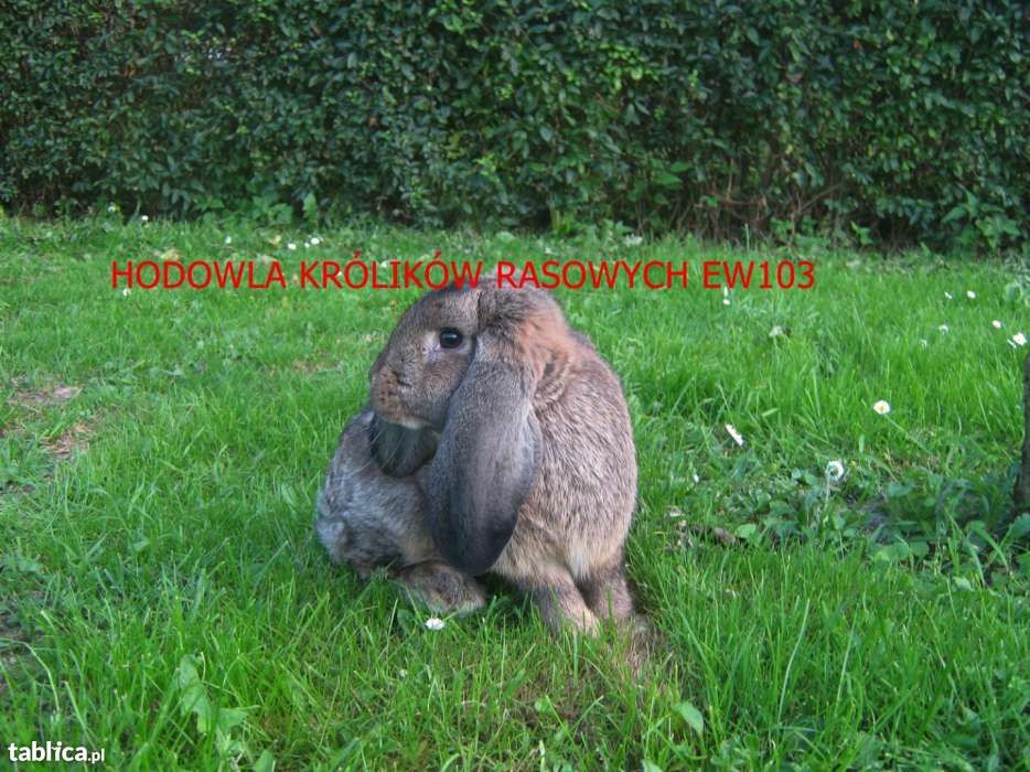 Francuski Baran Szary  Wysyłka