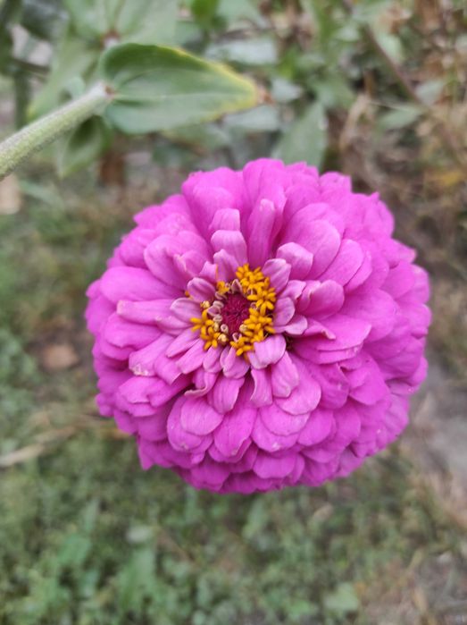 Насіння цинії(майорів)