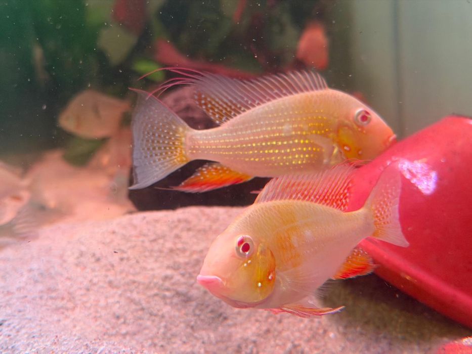 Vendo casal heckeli albino