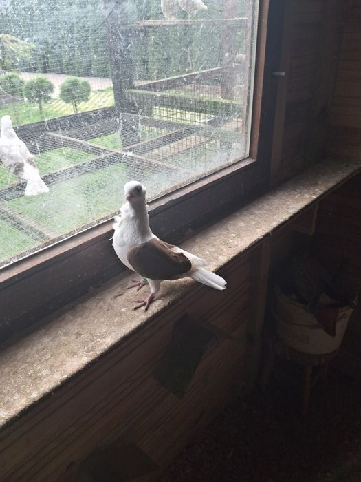 Gołębie młode tegoroczne