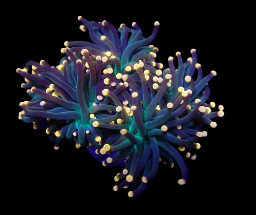 Euphyllia glabrescens (Premium)