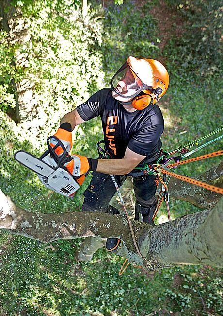 Спил дерев, Чернігів. Дешево.