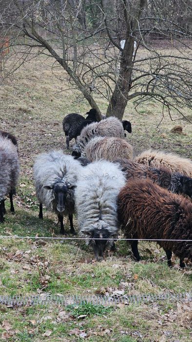 ekologiczne koszenie  , nawożenie , pielęgnacja trawy ogrody .
