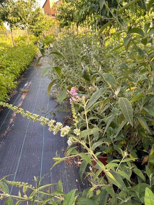 hortensja.anabelle. floks.wisteria.jeżówka