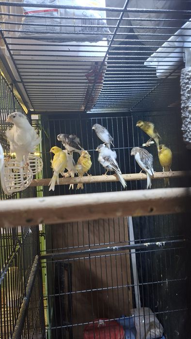 Kanarki fiorino i Garbusy szkockie