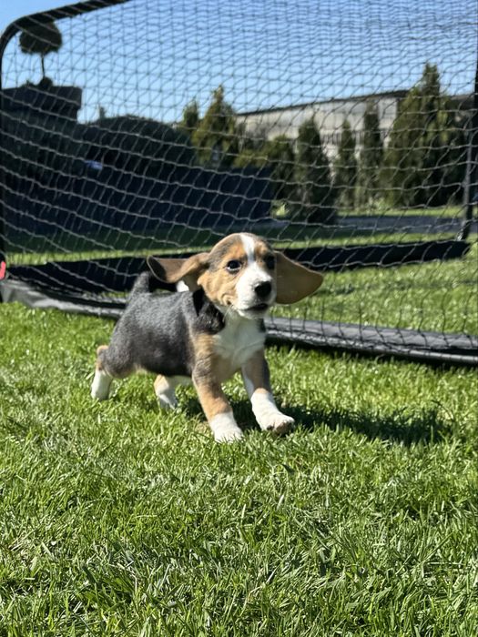 Beagle suczka  szczeniak
