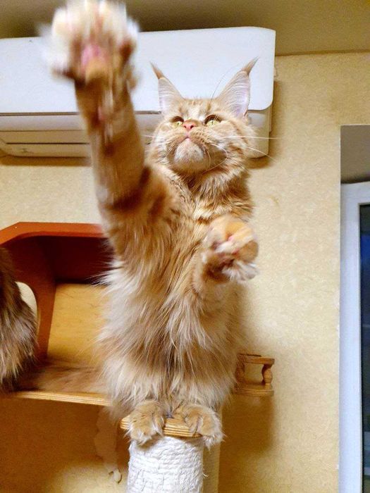 Красуня Фрея шукає котобатьків !