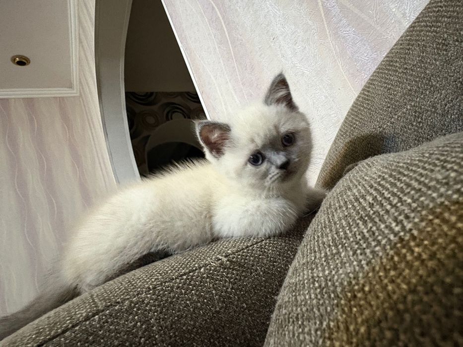 Кошенята шотландські