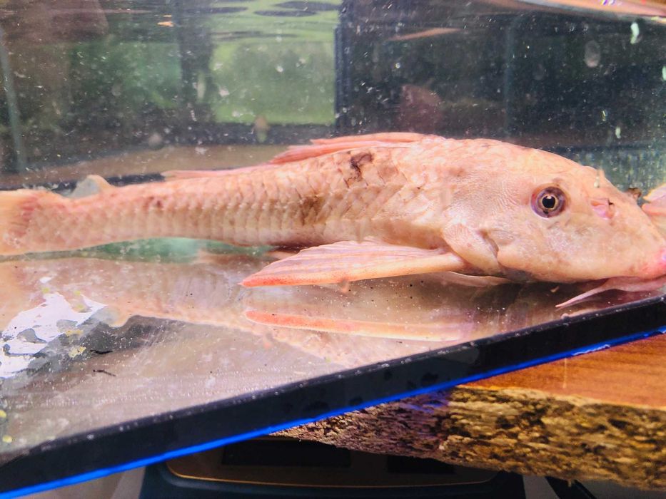 Glonojad , Zbrojnik Albinos 30 cm