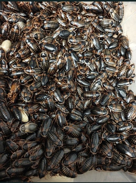 Karaczan Argentyński B. Dubia 350 szt 3cm