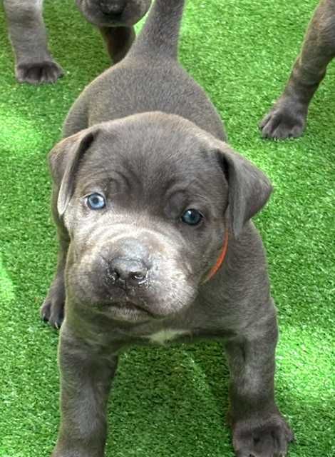 Cane Corso Italiano