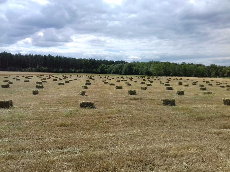 Oddam siano trawę za skoszenie