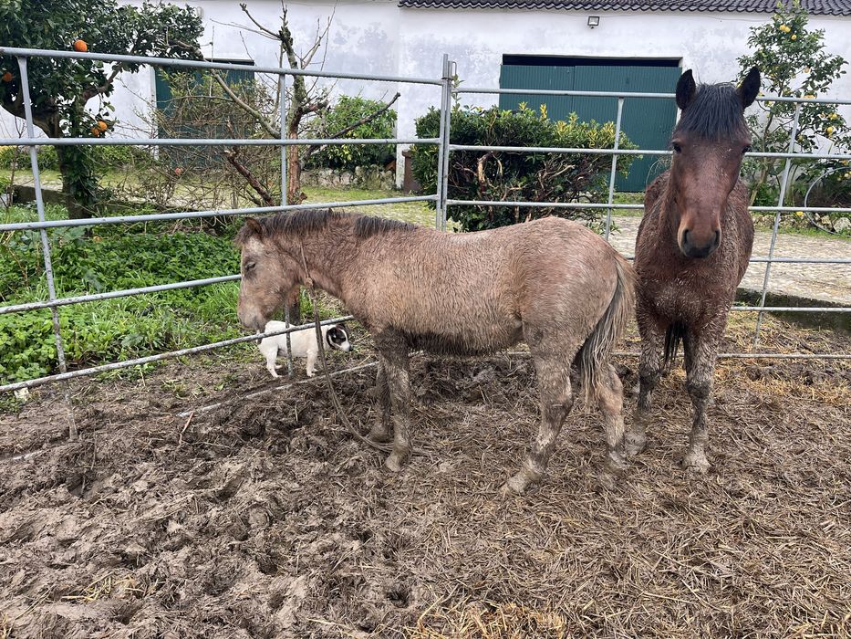 Vendo ponei macho 8 meses