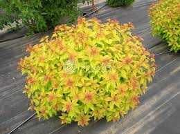 Декоративні кущі , спіреї, дерен, форзиція і інші