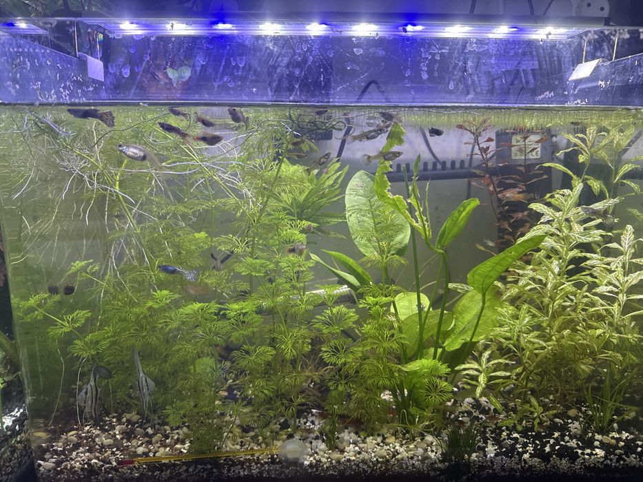 Guppys de todo o tamanho e varias cores