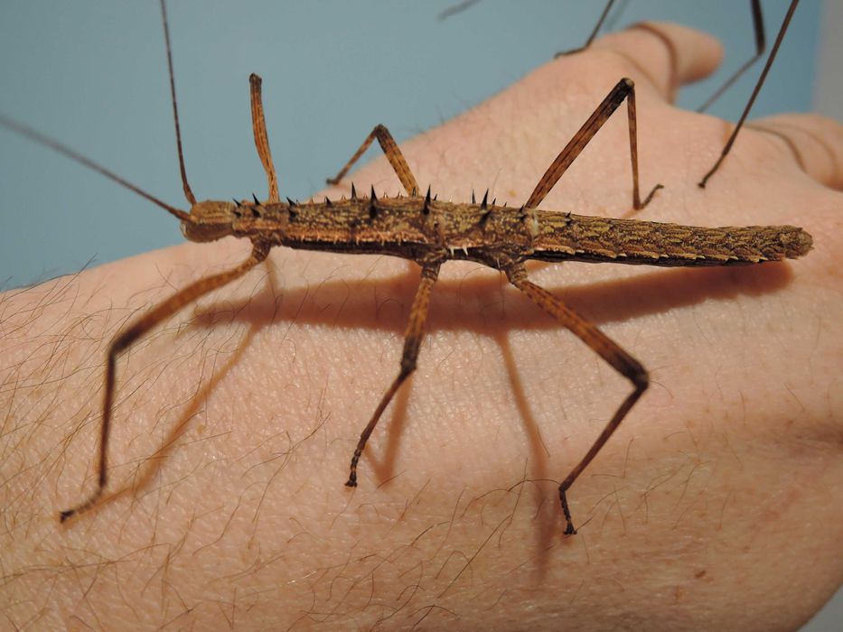 straszyki, patyczaki straszyk kolczasty Neohirasea maerens  L4-L6