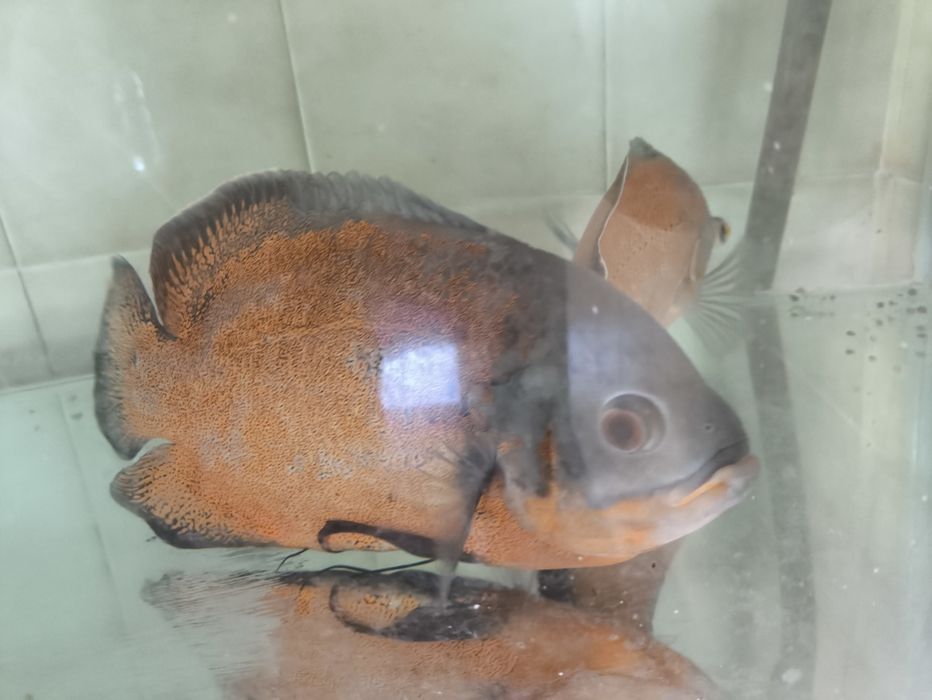 Ciclídeos Oscar 25/30 cm