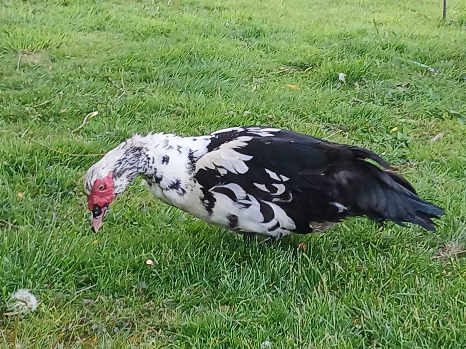 KACZOR piżmowy (Cairina moschata),