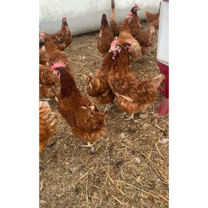 Kurki kury z jajkiem