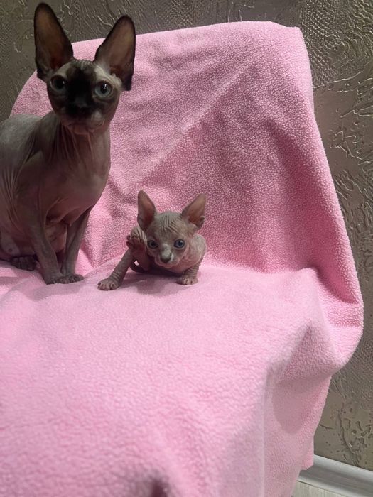 бронь канадські сфінкси