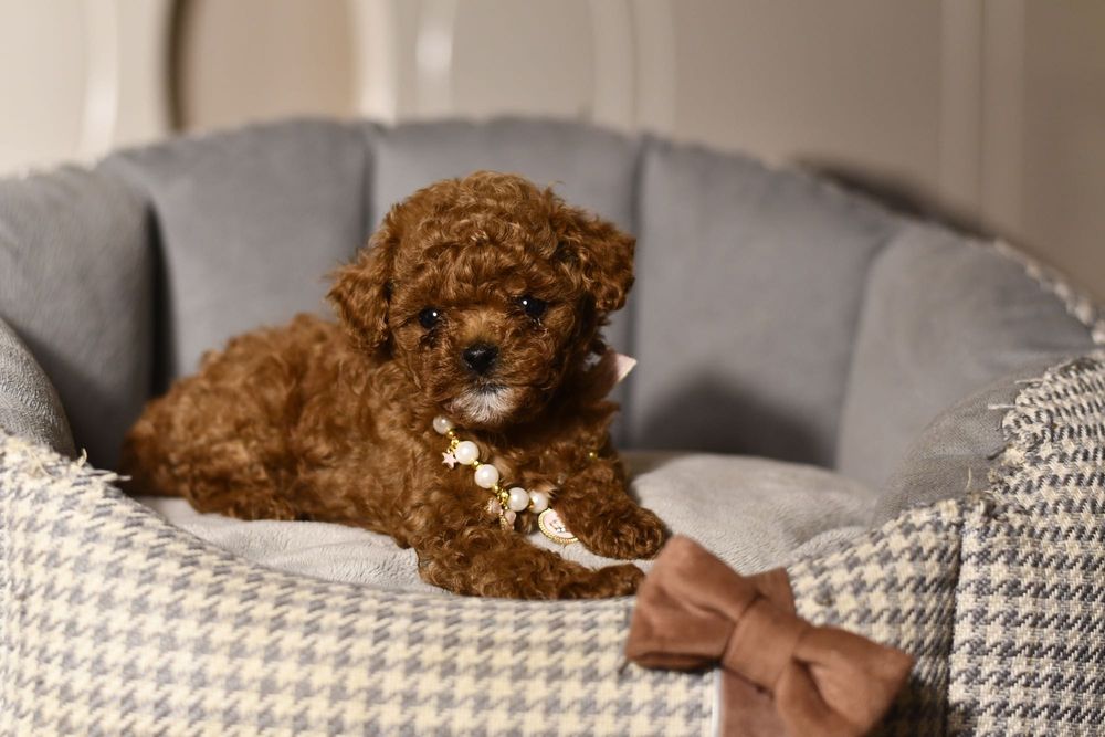 Pudel Teacup wyjątkowa dziewczynka RED BROWN CHINESE LINE XXS