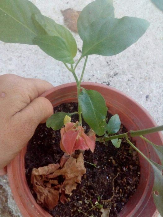 Plantas Flor de camarao