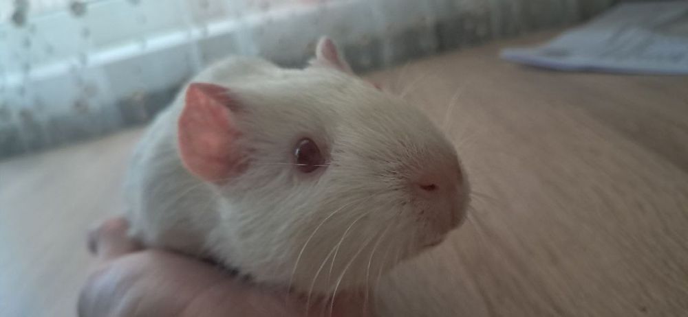 Морські     свинки