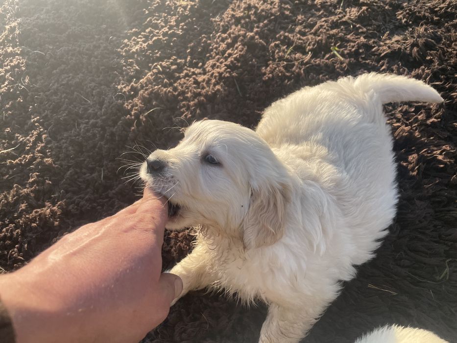 Szczeniak Golden Retriever